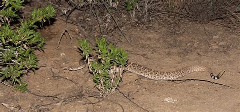 Another Night at Sabino Canyon – With Some Venomous Creatures ...