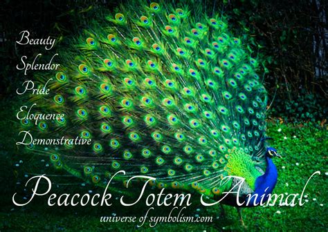 Peacock Symbolism & Meaning | Peacock Spirit & Totem Animal Powers