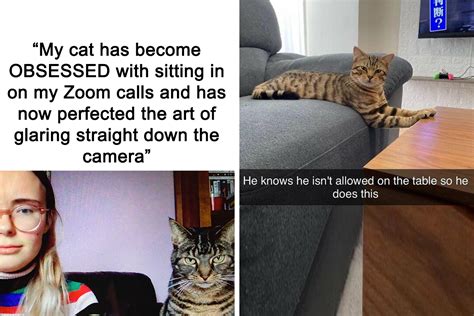 “Meow Incorporated”: 50 Perfectly Accurate Memes That Capture What It’s ...