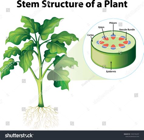 Diagram Showing Stem Structure Plant Illustration Stock Vector (Royalty ...