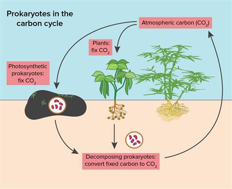 Chemosynthesis