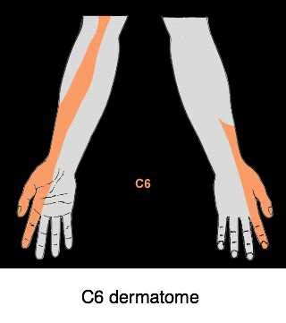 c6 and c7 nerve path not adding up.