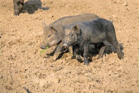 Black pig stock photo. Image of farm, breed, pigsty - 191854600