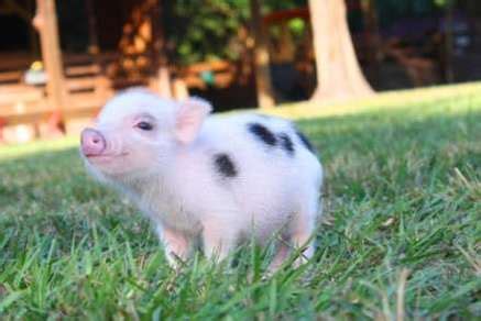 Miniature Pigs - Exotic Pet Information