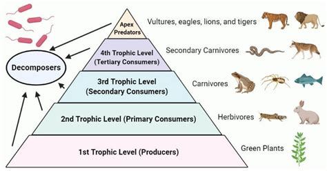 Trophic level- Definition, food chain, food web, pyramid, examples ...