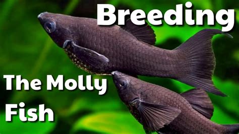 Breeding the Molly Fish | How to breed molly fishes black molly ,orange ...