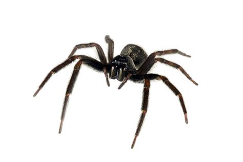 Black House Spider - ACT Pest Control | Canberra Pest Control | Expert ...