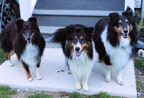 Sheltie Colors - Twin Tiers Sheltie Rescue