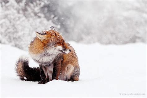 Charming Red Fox Photos Capture Their Resilience in the Winter Snow