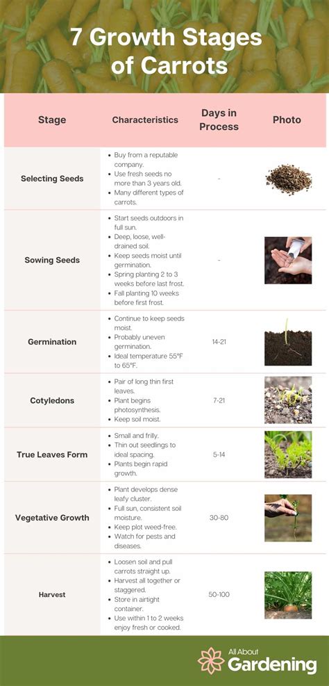 Carrot Growth Stages: How Fast do Carrots Grow?