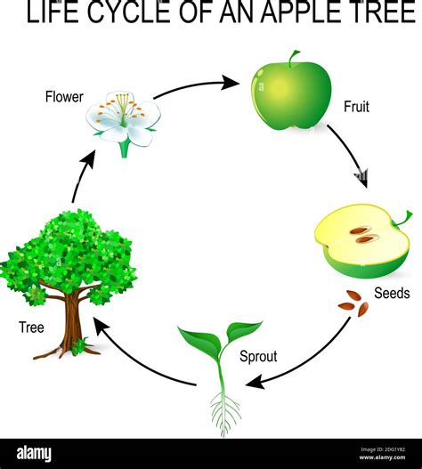 Stages of tree growth flower fruit Stock Vector Images - Alamy