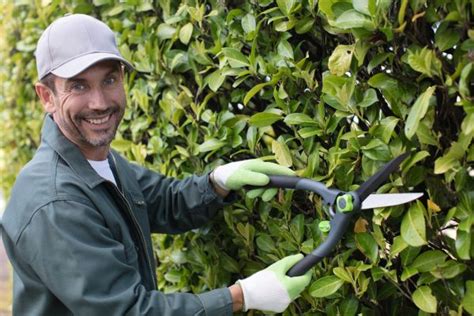 Get Laurel Hedge Pruning in Your Area | Laurel Hedge Pruning Pros