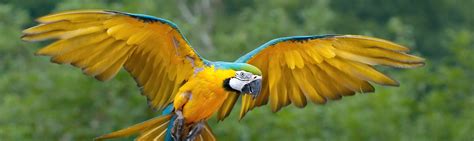 Macaw Facts | Brazil Wildlife Guide