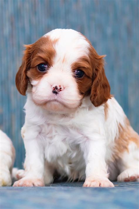 Cavalier King Charles Spaniel Puppies (19 cute pups) - Talk to Dogs