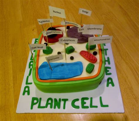 Plant cell, Cell model, Cells project