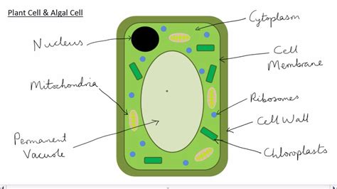 Cell Structures & Function - AG.& ENVIRONMENTAL SCIENCES ACADEMY