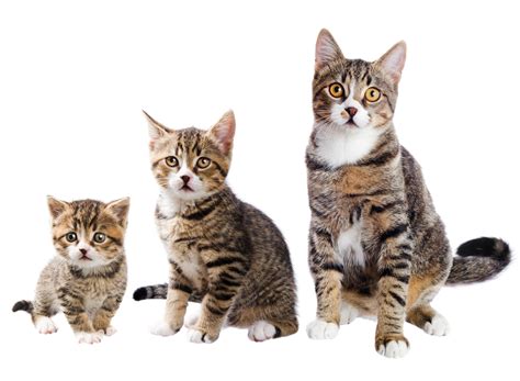 When Do Cats Stop Growing? Reliable Ways to Know When Cats Reach Their ...