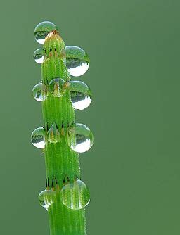 Capillary Action in Plants | Definition, Examples & Importance - Lesson ...