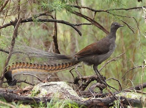 Superb Lyrebird - The Australian Museum