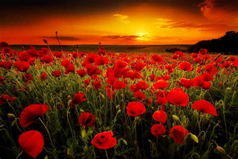 Poppy Fields At Sunset Wallpapers - Wallpaper Cave