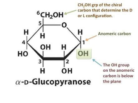 Glucopyranose Anomeric Carbon