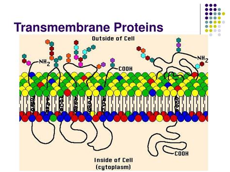 PPT - Transmembrane Protein Prediction PowerPoint Presentation, free ...