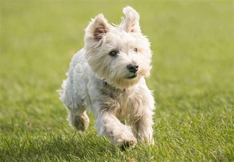 West Highland White Terrier Top Dog Breed Details & Information