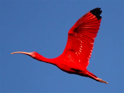 Scarlet Ibis: A National Symbol Under Siege | BirdsCaribbean