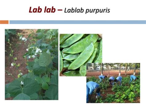 Agronomic Crops Classification - Agriculture | PPT | Free Download