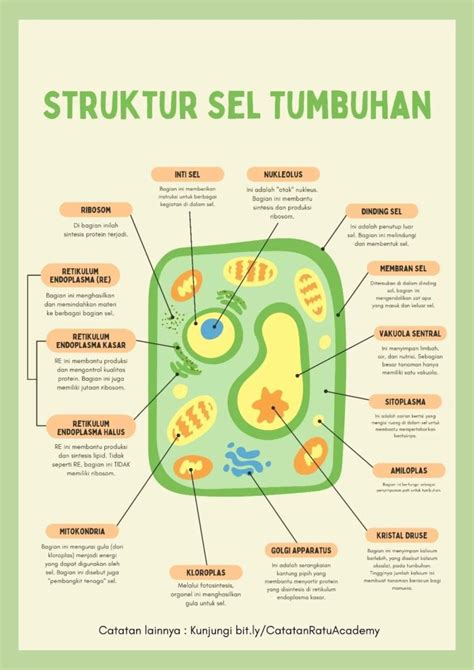 Rangkuman Struktur Sel Tumbuhan dan Fungsinya - Clear Indonesia News