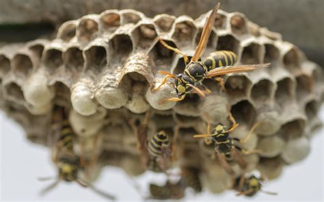 Paper Wasp Nest Removal | ABC Humane Wildlife Control and Prevention