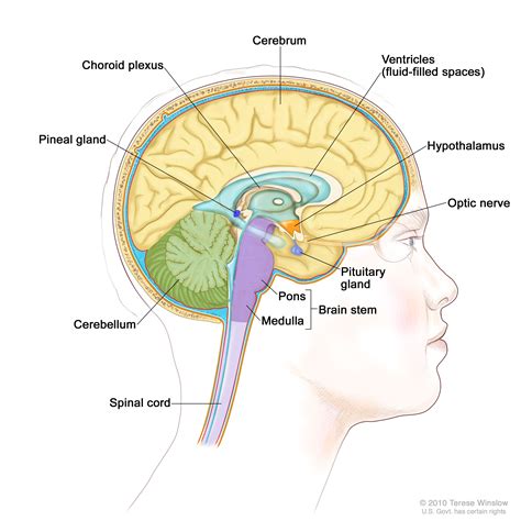 Pituitary Gland Testing