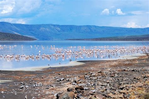 Our Adventures: Lake Bogoria: Flamingos and Volcanic Activity...