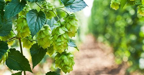 The Role Of Hops In Beer | Guide To Beer Hops