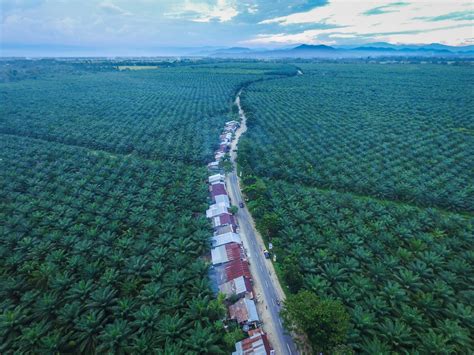 India can stop palm oil deforestation in Southeast Asia | China Dialogue