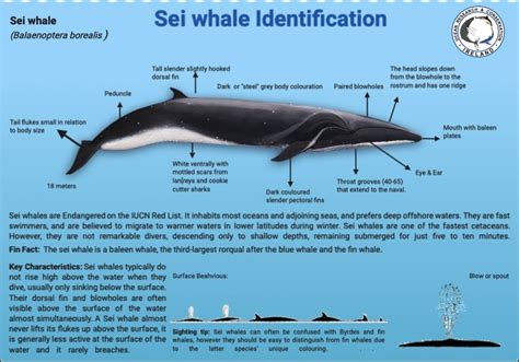 Ocean Research & Conservation Association (ORCAIreland)