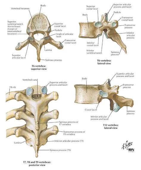 Thoracic vertebrae diagram