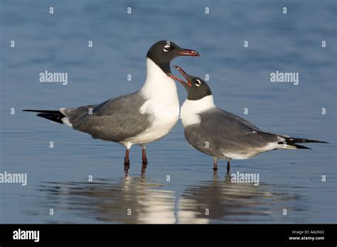 Laughing Gull Adult pair in breeding plumage Courtship display Stock ...