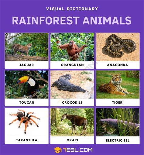 Animals That Live In The Rainforest List