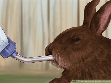 How to Care for Havana Rabbits: 14 Steps (with Pictures) - wikiHow