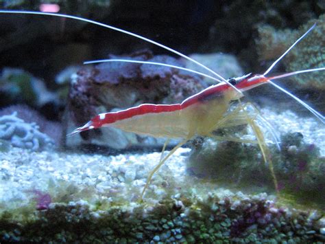 Free picture: shrimp, underwater, animal