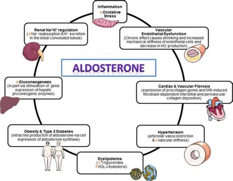 Role of Mineralocorticoid Receptor Antagonists in Cardiovascular ...