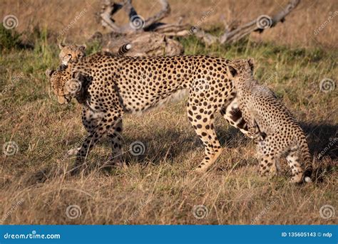 Jumping Cheetah Stock Photos - Download 158 Royalty Free Photos