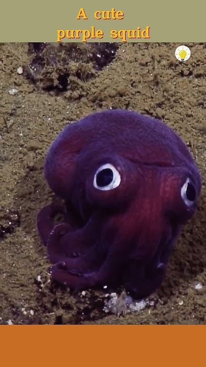 A cute purple squid - YouTube