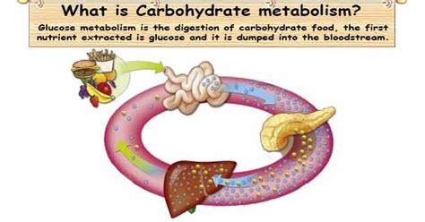 Carbohydrate Metabolism | Digestion & Absorption of Carbohydrates