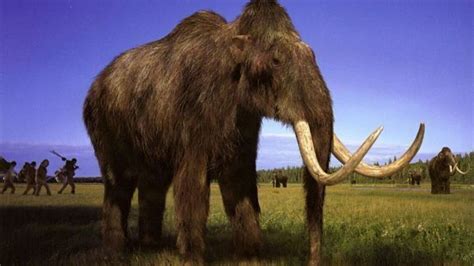 Woolly mammoth cloning now more likely, say scientists