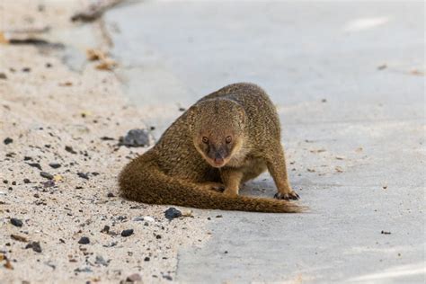 Most Popular Hawaiian Wildlife You Might See While in Oahu