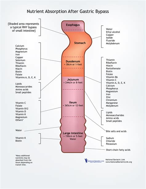 Vitamin Absorption Chart