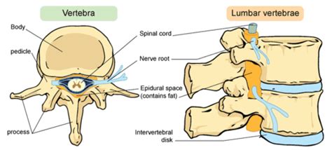 12.2: Vertebrate Characteristics - Biology LibreTexts