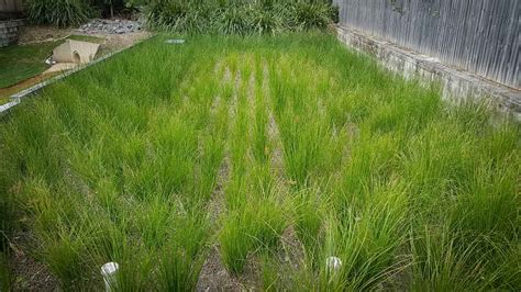 Bioretention Basin Maintenance - Palmwoods Revegetation